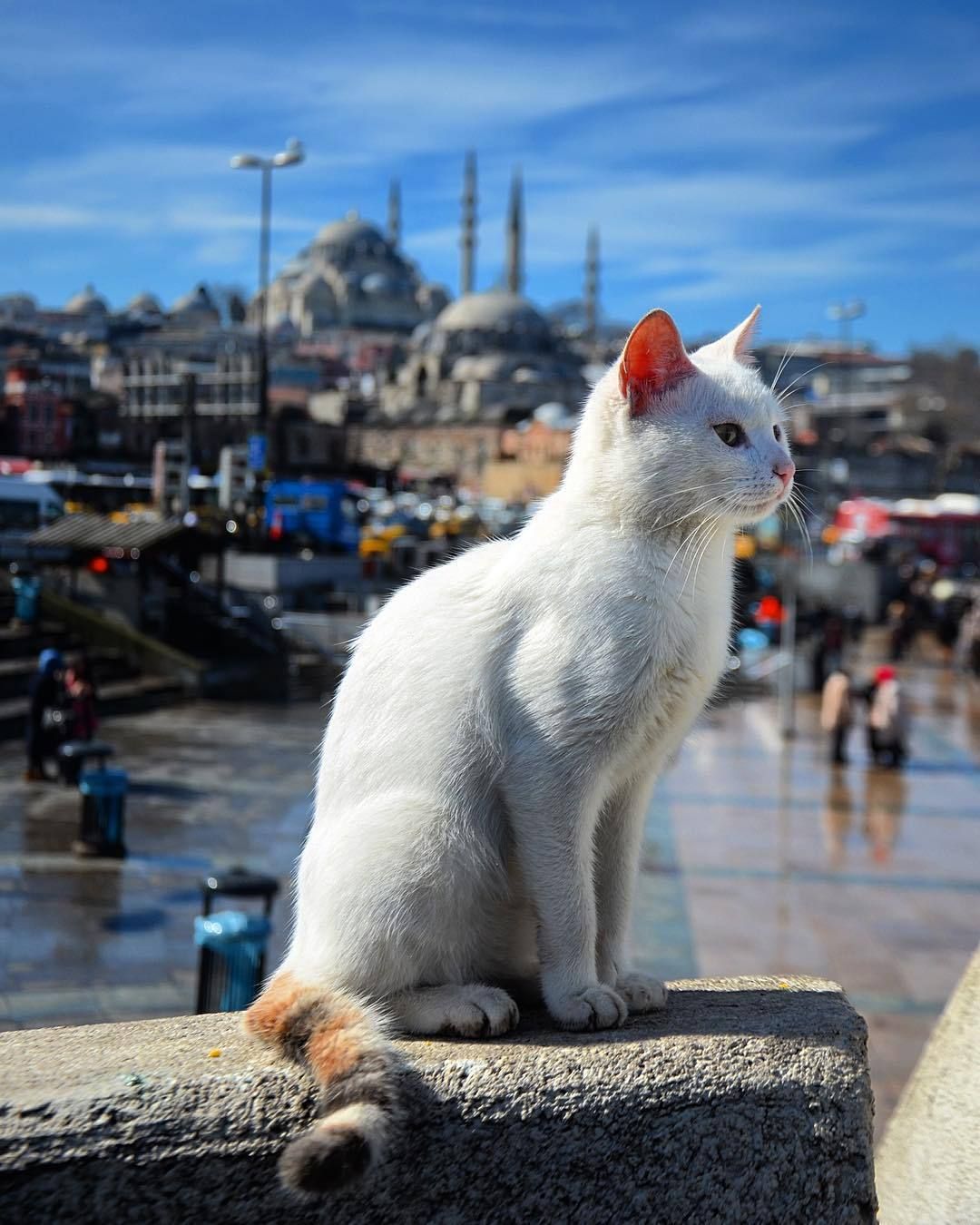 Город кошек