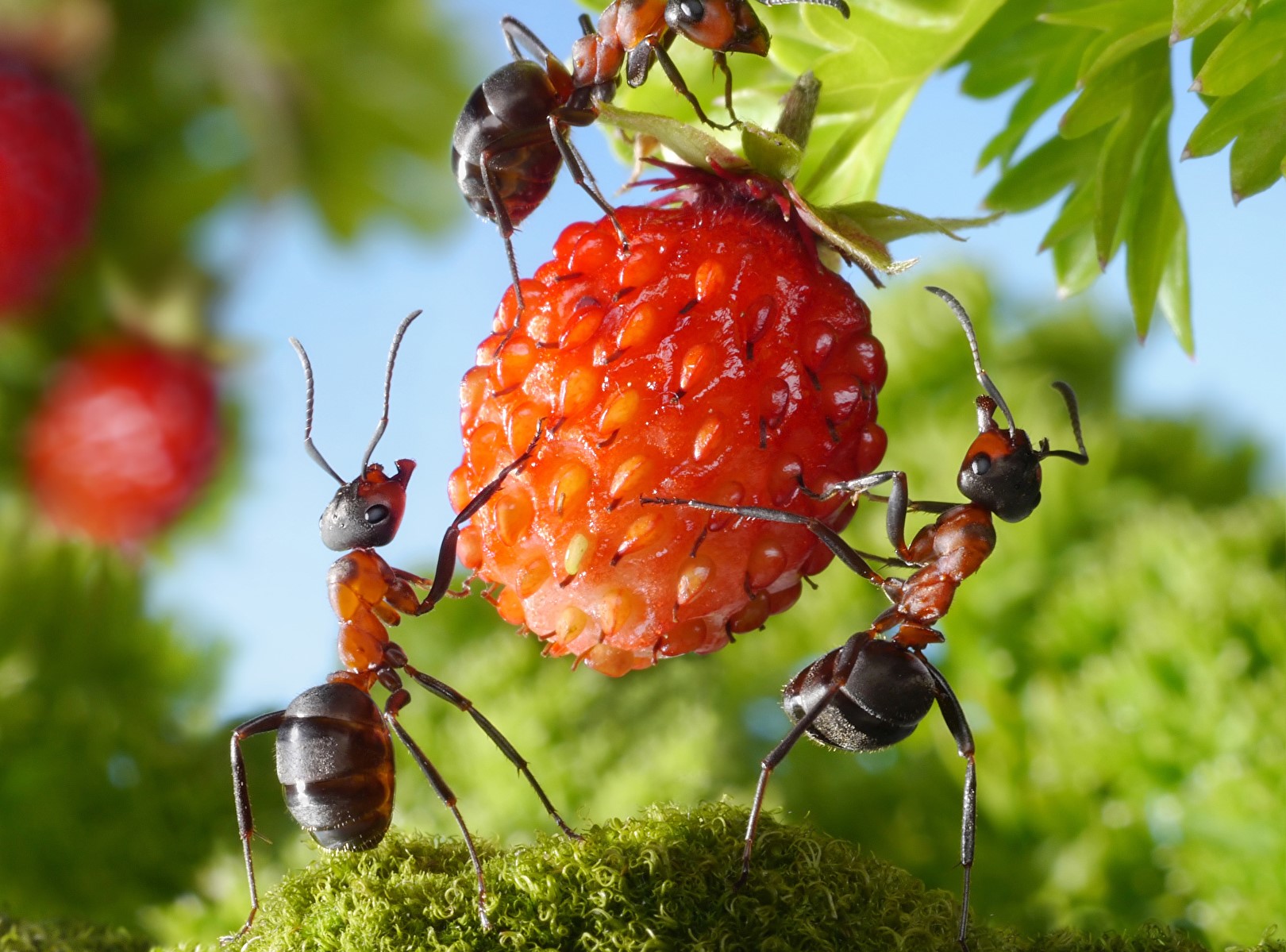 Мирмекология